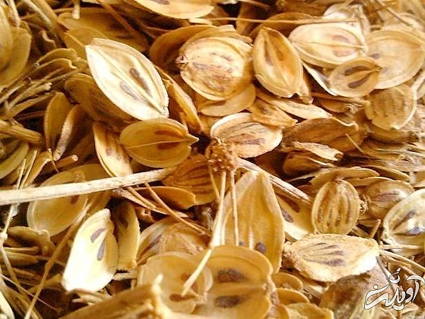 گلپر برای لاغری